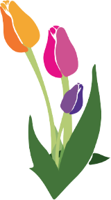 tulip